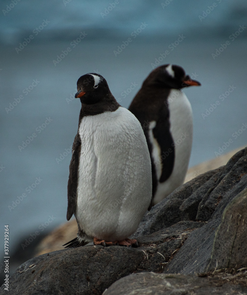 Fototapeta premium Gentoo penguins (Pygoscelis papua), Antarctica