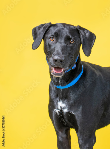 studio shot of a shelter dog on an isolated background