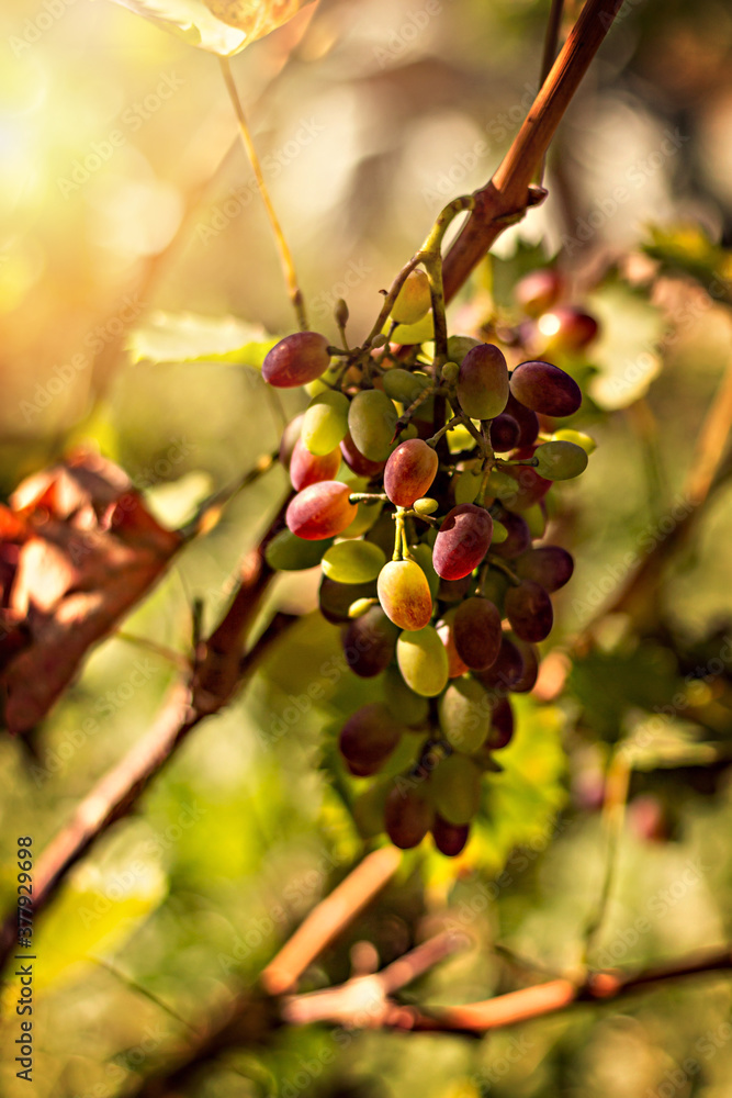 a bunch of grapes on a branch in the garden a bunch of grapes on a branch in the garden