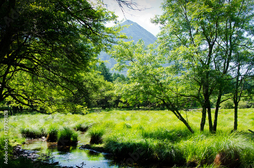 夏 小川の流れと野原の風景