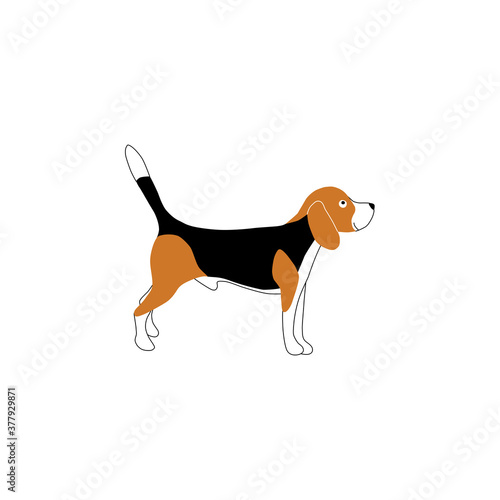 Hand drawn vector color flat illustration of beagle dog character. Isolated on white background.