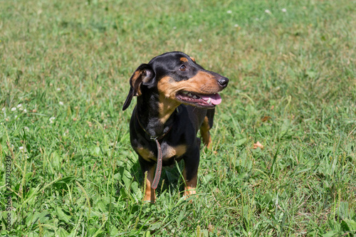 Cute dachshund puppy is standing on a green grass in the summer park. Pet animals.