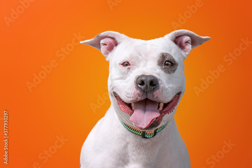 Canvas-taulu studio shot of a shelter dog on an isolated background