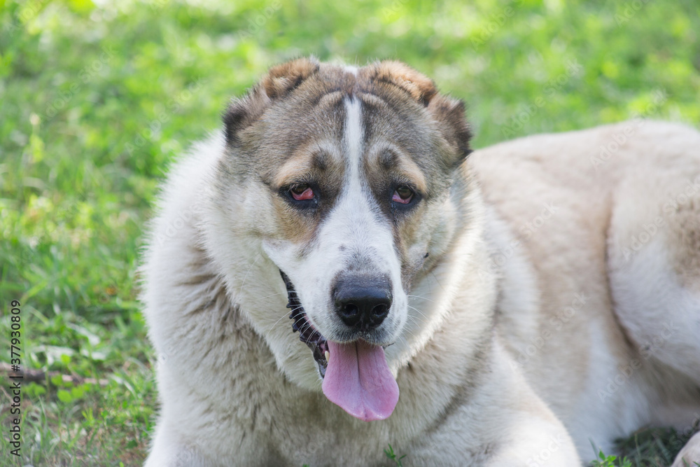 Cute asian shepherd dog puppy is lying on a green grass in the summer park. Pet animals. Cute asian shepherd dog puppy is lying on a green grass in the summer park. Pet animals.