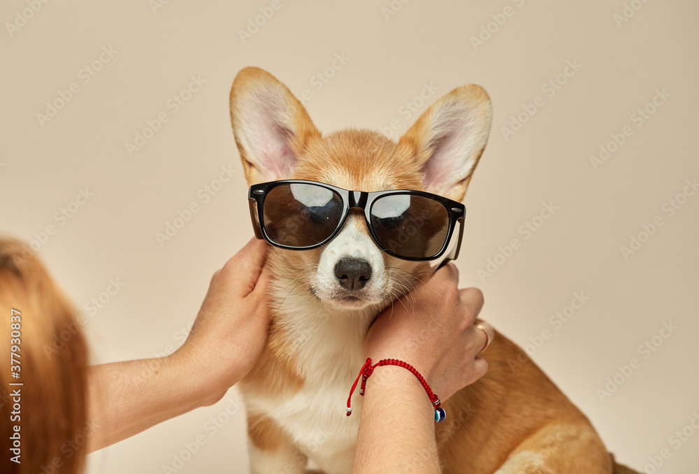 Funny cool Welsh Corgi Pembroke puppy with glasses sitting on light background