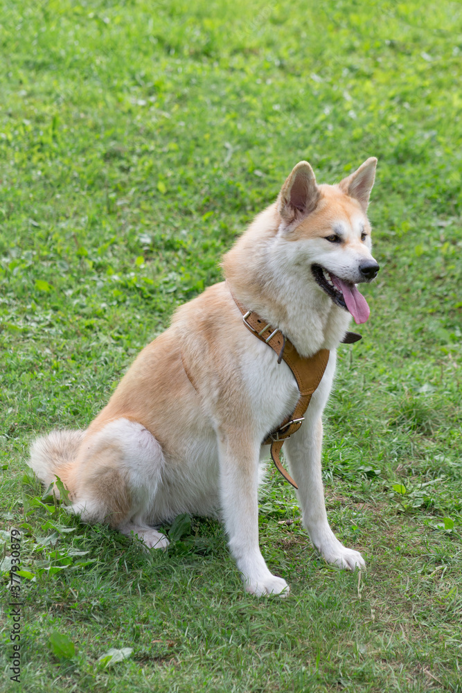 Cute akita inu puppy is sitting on a green grass in the summer park. Pet animals. Cute akita inu puppy is sitting on a green grass in the summer park. Pet animals.