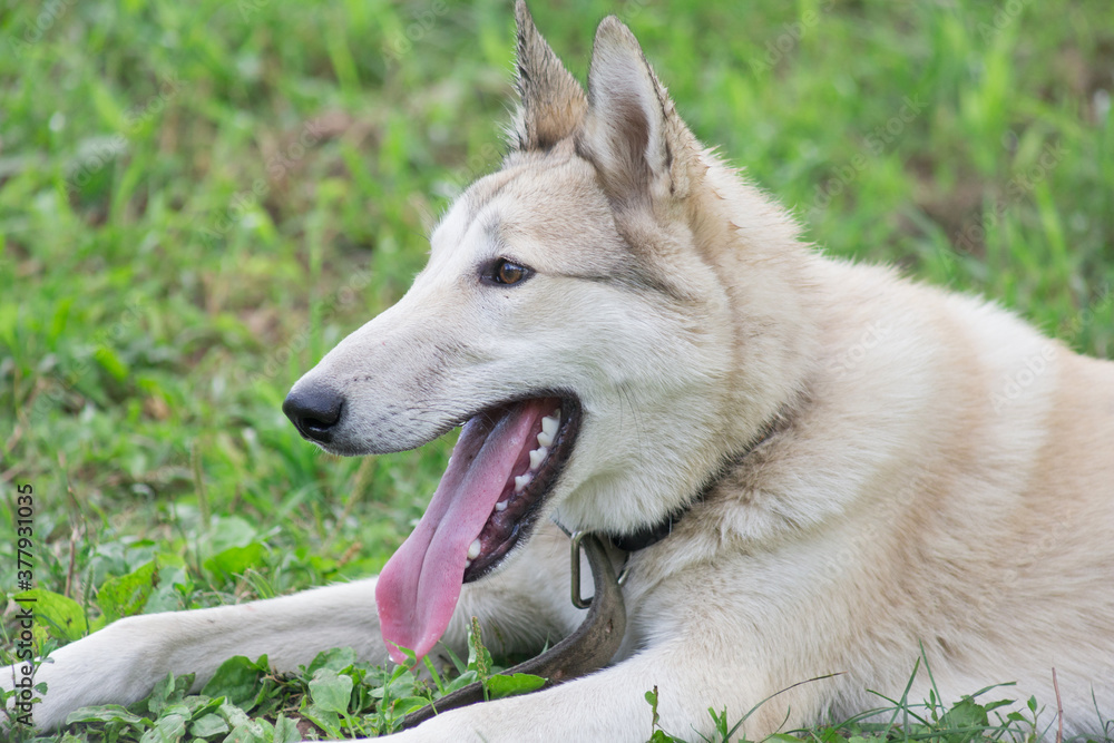 Fototapeta premium Cute west siberian laika puppy is lying on a green grass in the summer park. Close up. Pet animals.
