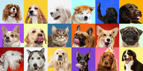 Fototapeta Naklejka Na Ścianę i Meble -  Colors. Young dogs, pets collage. Cute doggies or pets are looking happy isolated on multicolored background. Studio photoshots. Creative collage of different breeds of dogs. Flyer for your ad.