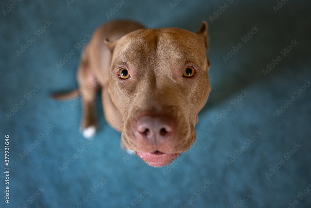 funny pit bull terrier dog looking up into the camera, top view indoors