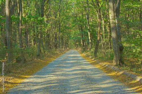  straight gravel road in the forest