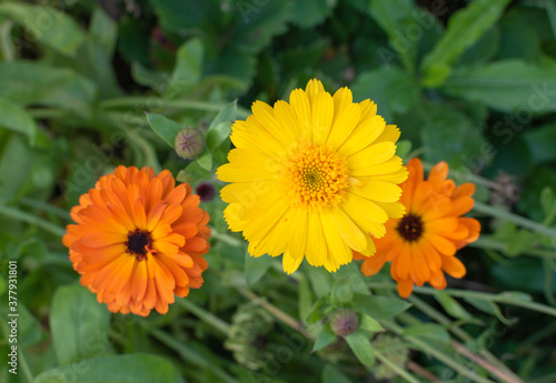 Three Gerbera flowers in green grass. Photo.