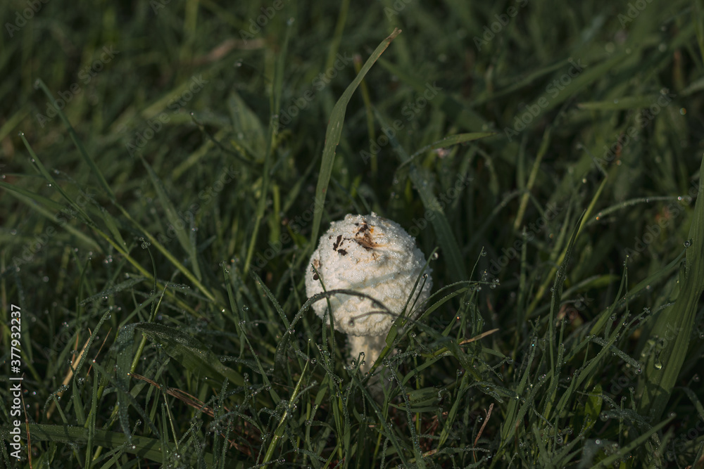 One small white isolated mushroom in grass One small white isolated mushroom in grass