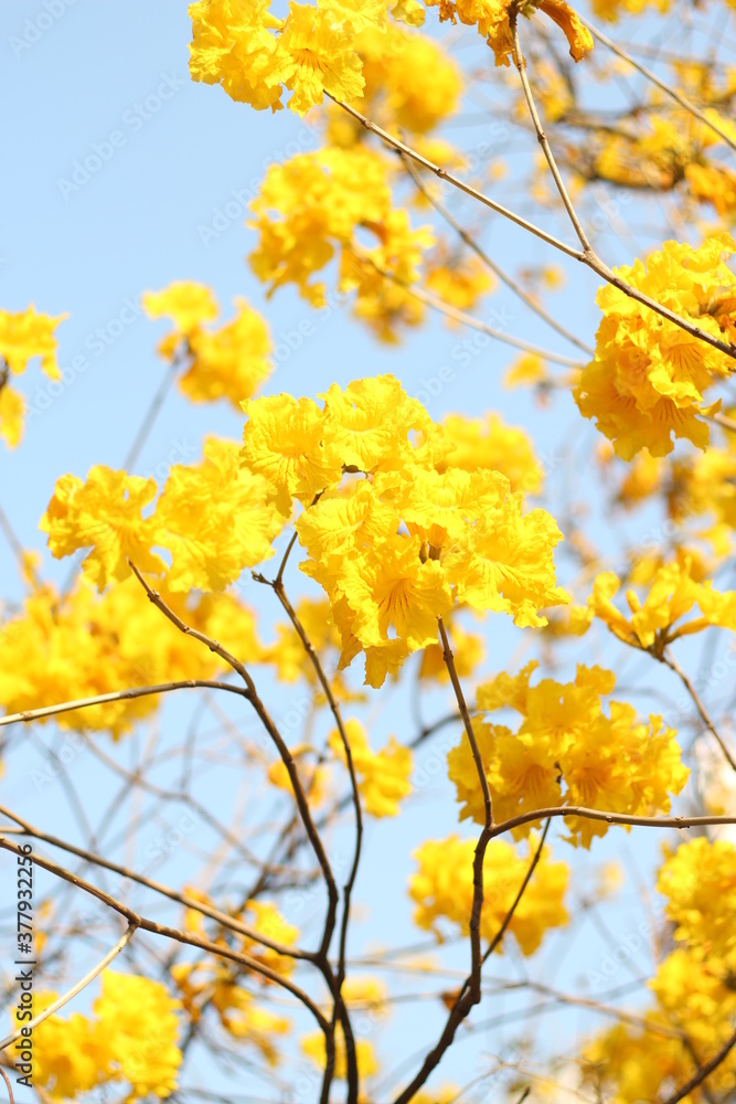 Close up of beautiful golden trumpet tree flowers, wallpaper background, soft focus