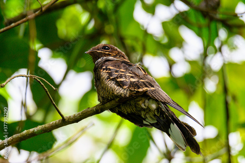 Large-tailed Nightjar bird on branch of tree in forest photo