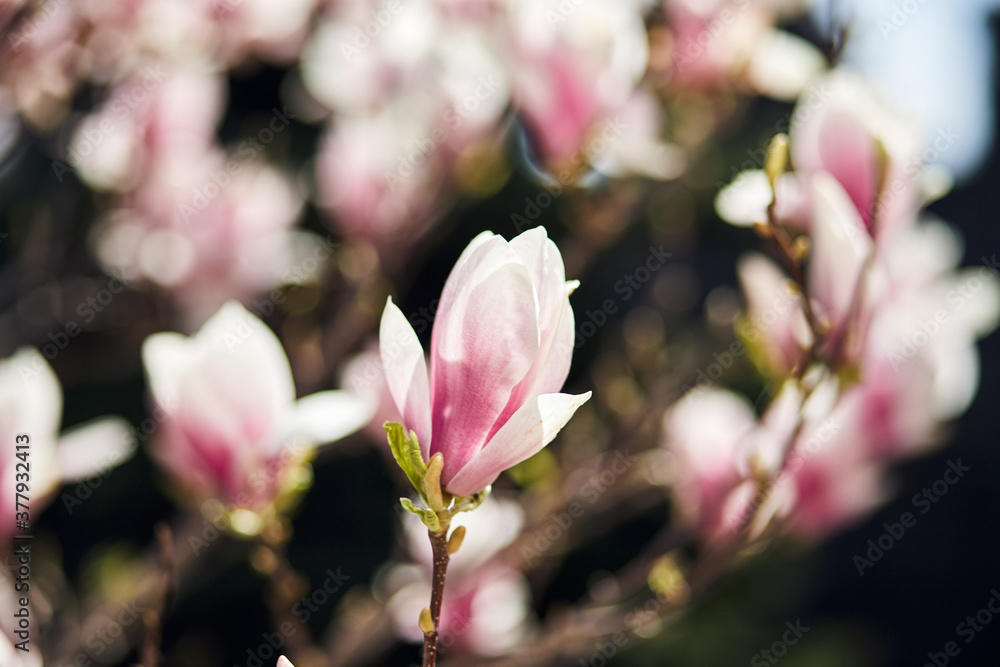 Blooming magnolia tree with large pink flowers in a botanical garden. Natural background concept. Blooming magnolia tree with large pink flowers in a botanical garden. Natural background concept.