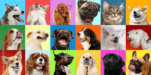 Happiness. Young dogs, pets collage. Cute doggies or pets are looking happy isolated on multicolored background. Studio photoshots. Creative collage of different breeds of dogs. Flyer for your ad.