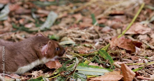 weasel, Mustela, close up to mid shots of it moving fast amongst leaves and rocks looking for food.