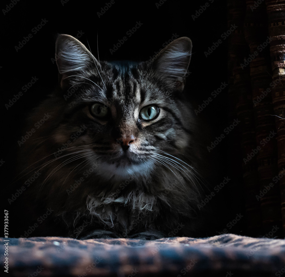 A beautiful Maine Coon cat showing sharp facial details as he proudly lounges. Blacks, browns and greys with bright eyes
