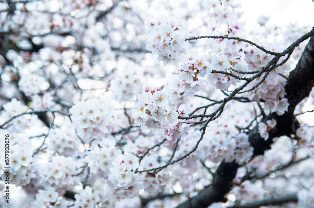 Fototapeta premium 枝にたわわに咲いている桜 