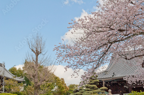 世界遺産 元離宮二条城と満開の桜  © 高太郎 本田