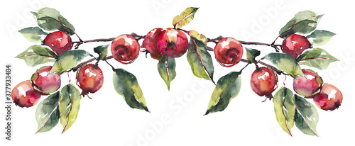 Vignette from red apples. Fall composition. Watercolor hand drawn illustration