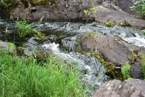 Tender grass, mountain clover and mountain stream flowing into Kivach waterfall