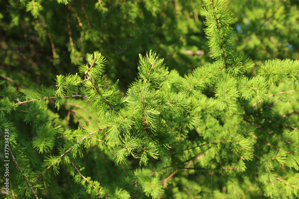 Green branch of larch with fresh leaves lit by the sunlight Green branch of larch with fresh leaves lit by the sunlight