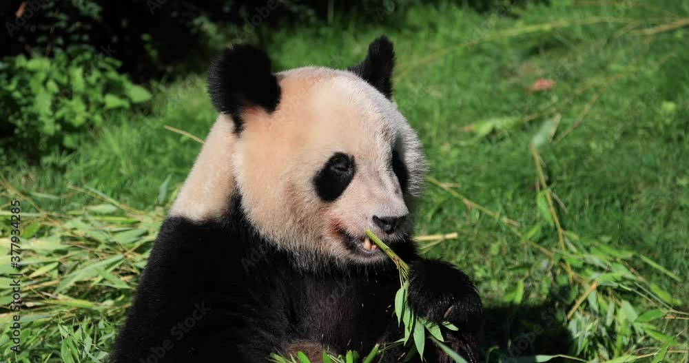 Panda eats bamboo in the forest Panda eats bamboo in the forest