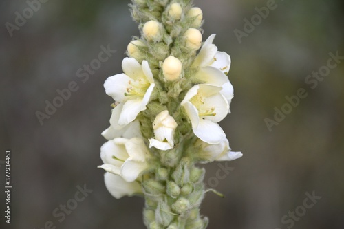 Flower stem of White mullein (Verbascum lychnitis). photo