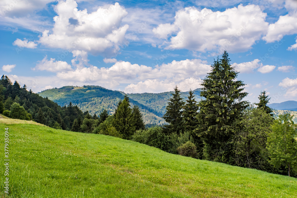 green glade on a background of green coniferous forest and mountains. Blue sky with white clouds.