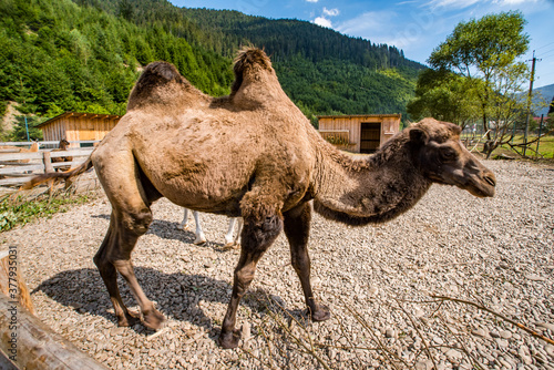 brown camel in the park on a background of forests and mountains. © robertuzhbt89