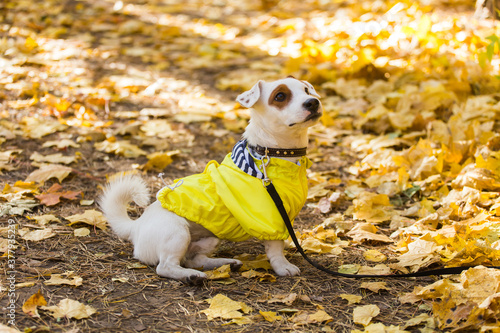 Wallpaper Mural Amazing jack russell terrier in leaves in autumn. Pet and dog concept. Torontodigital.ca
