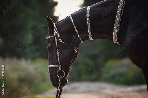 Fotografie portrait of beautiful black akhal-teke horse with white line on forehead with tu