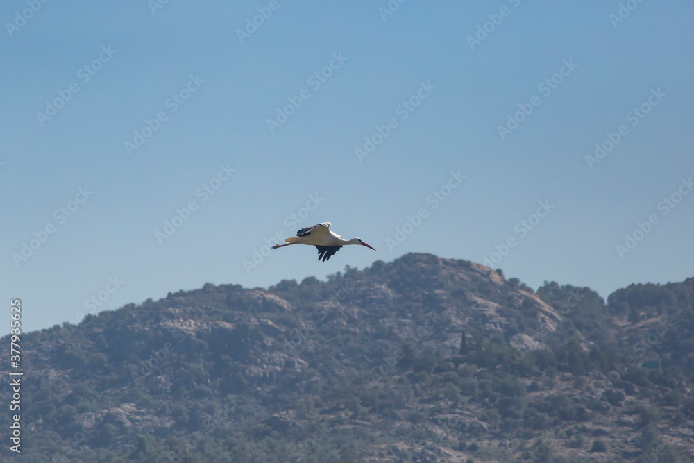 A lonely flying stork