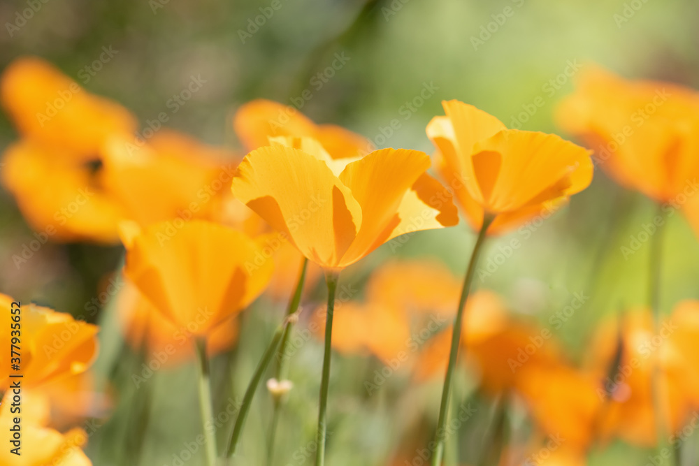 Original botanical photograph of backlit orange California Poppies growing in a garden. Original botanical photograph of backlit orange California Poppies growing in a garden.