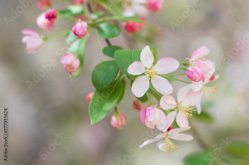 Original botanical close up photograph of soft pink Apple Blossoms blooming a a tree branch in the garden
