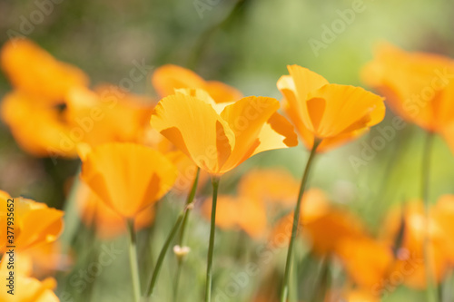 Original botanical photograph of backlit orange California Poppies growing in a garden.