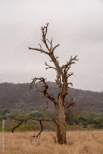 A dead tree against a cloudy sky on the African savanna.