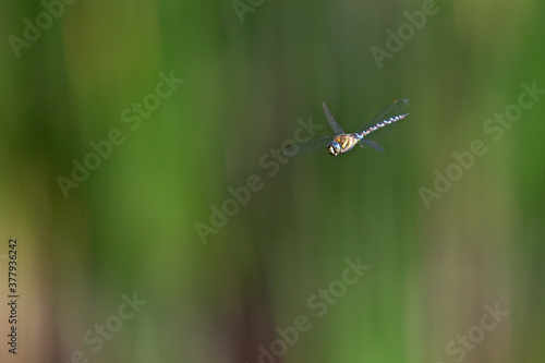 A migrant hawker (Aeshna mixta) floating in mid air in front of a natural background.