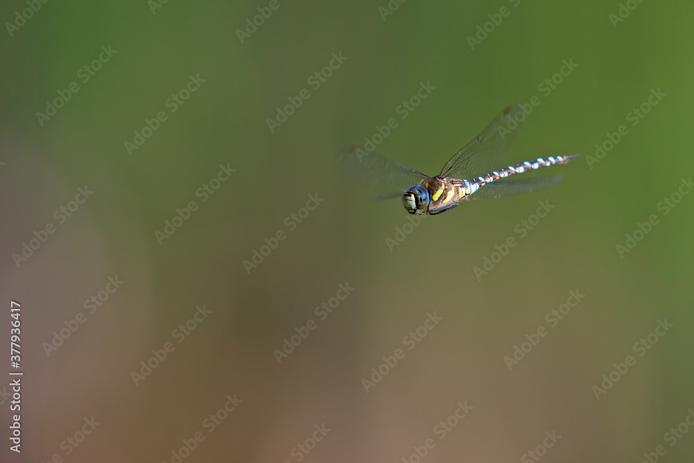 A migrant hawker (Aeshna mixta) floating in mid air in front of a natural background. A migrant hawker (Aeshna mixta) floating in mid air in front of a natural background.