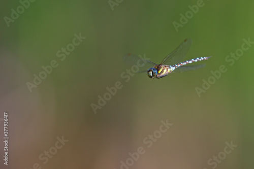 A migrant hawker (Aeshna mixta) floating in mid air in front of a natural background.