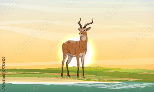 Cob antelope on the shore of the lake at sunset. African savanna with dry grass. Wild animals of Africa. Realistic vector landscape