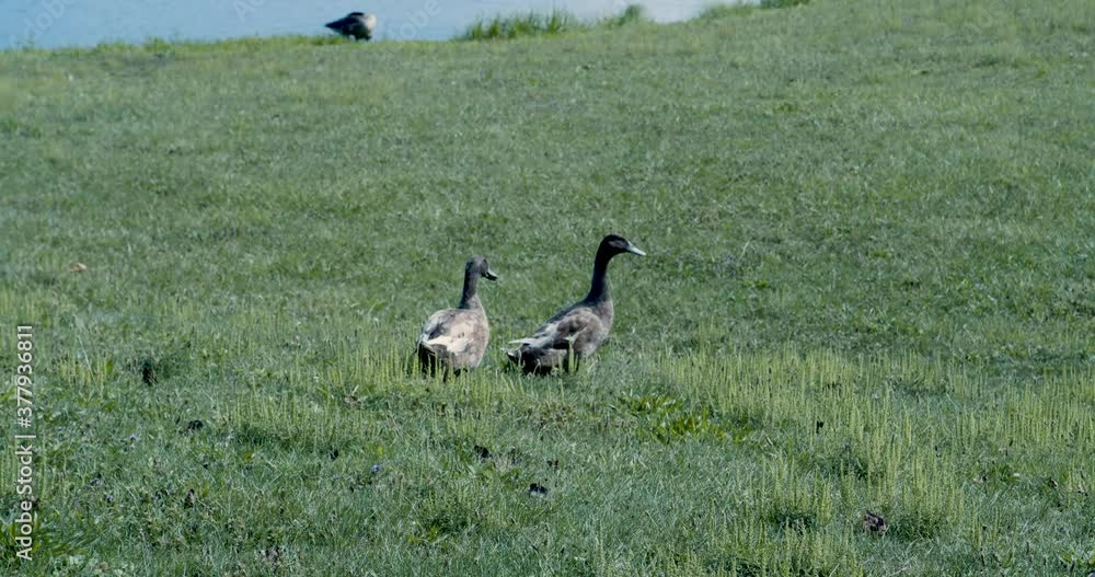 A pair of ducks walking away from the camera. A pair of ducks walking away from the camera.