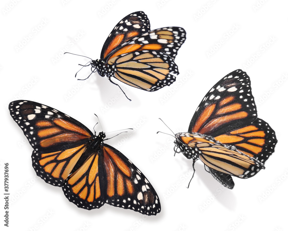 Fototapeta premium Set of beautiful monarch butterflies on white background