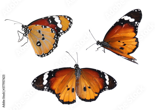 Set of beautiful plain tiger butterflies on white background © New Africa