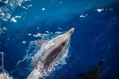 Top view of a dolphin swimming fast in the Indian ocean