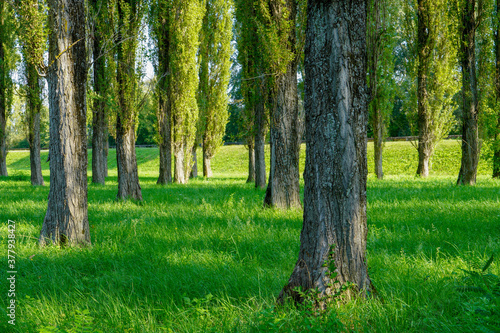 Landscape of a green park in the city of Sisak
