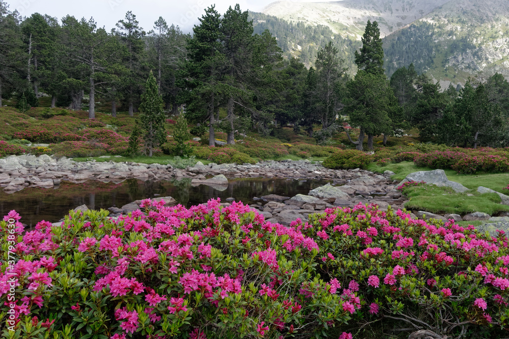 Alpenroses (Rhododendron ferrugineum) in Pyrenean Mountains Alpenroses (Rhododendron ferrugineum) in Pyrenean Mountains