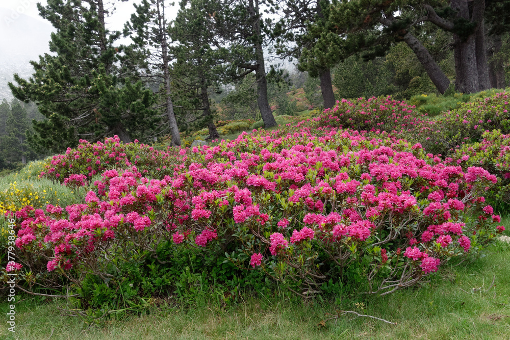 Alpenroses (Rhododendron ferrugineum) in Pyrenean Mountains