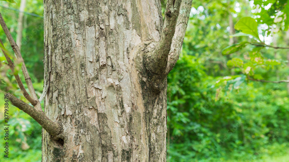 Teak Tree in Thailand precious hardwoods one of the last major areas of tropical forest in Asia	